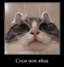 a close up of a cat 's face in a frame with a caption in russian .