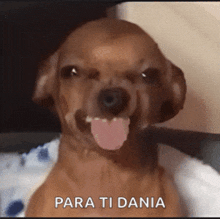a dog with its tongue hanging out and the words para ti dania written below it