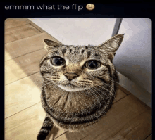 a cat is looking up at the camera with a caption that says ermm what the flip