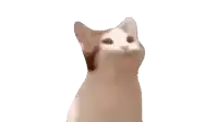 a cat with its mouth open is looking up at the camera