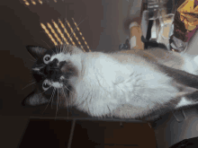 a black and white cat is laying on its back on a table