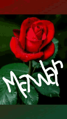 a red rose with water drops on it and the word memer written on it