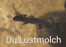 a lizard is swimming in the water with the words du lustmolch below it