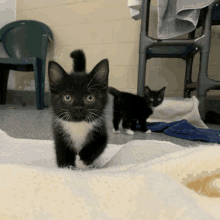 a black and white kitten standing on a blanket looking at the camera