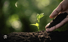 a person is planting a small plant in a pile of soil