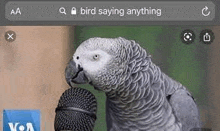 a gray parrot is holding a microphone in its beak on a screen .