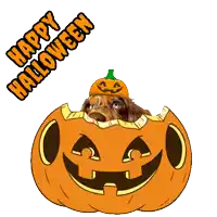 a dog in a pumpkin with the words peek a boo written above it