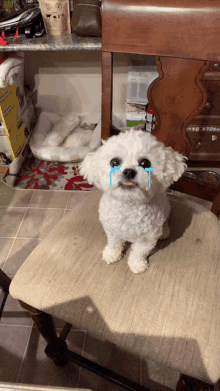 a small white dog with tears coming out of its eyes sits on a chair