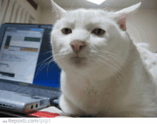 a white cat sits in front of a sony laptop computer