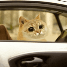 a cat looks out the window of a white car