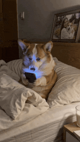 a dog is laying on a bed looking at a phone