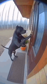 a dog is standing on its hind legs and knocking on a door .