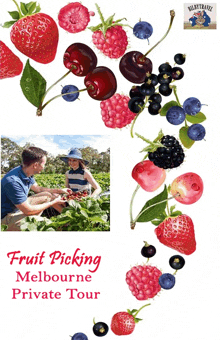 a man and woman picking fruit from a bush with the words fruit picking melbourne private tour below them