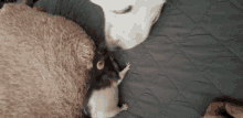 a dog is sniffing a rat on a bed .