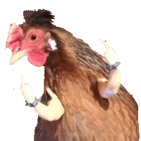 a chicken with fake arms on its arms giving the middle finger