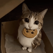 a cat is holding a cookie in its mouth and looking at the camera