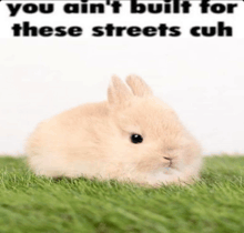 a small rabbit is laying in the grass with a caption that says you ain 't built for these streets cub