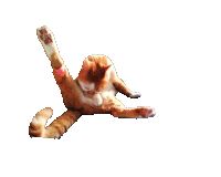 an orange and white cat laying on its back with its paw up