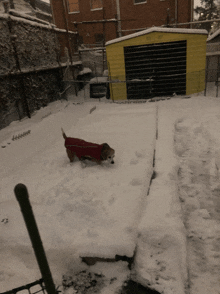 a dog in a red coat is walking through the snow