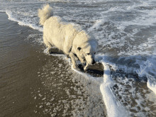 a white dog is standing in the water on a sandy beach