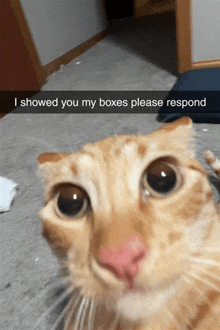 a cat is looking at the camera with a caption that says i showed you my boxes please respond