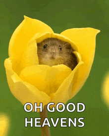 a mouse in a yellow flower with the words oh good heavens above it