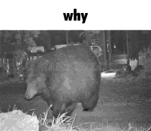 a black and white photo of a bear with the word why below it