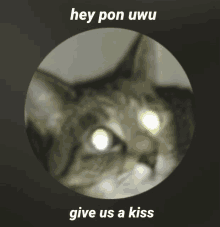 a cat in a circle with the words hey pon uwu give us a kiss below it