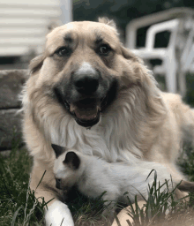 a dog and a cat are laying in the grass together