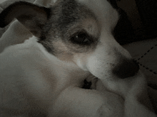 a close up of a dog 's face laying on a bed