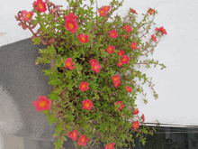 a plant with red flowers and green leaves on a white wall