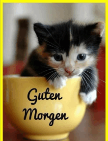 a black and white kitten is sitting in a yellow cup that says guten morgen on it