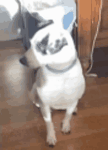 a dog is standing on a wooden floor with a bag on its head .