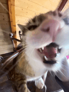 a cat with its mouth open and its tongue out