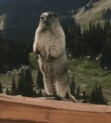 a ground squirrel standing on its hind legs with the words shaun written on the bottom