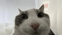 a close up of a cat 's face looking at the camera in a room .
