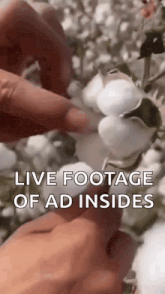 a person is holding a bunch of cotton flowers in their hands and says `` live footage of ad insides '' .