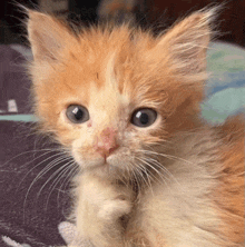 a fluffy orange and white kitten with blue eyes looks at the camera