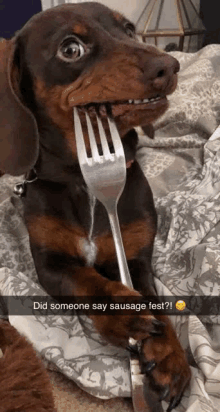 a dachshund is holding a fork in its mouth and says did someone say sausage fest