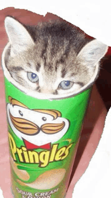 a kitten is sticking its head out of a can of pringles chips