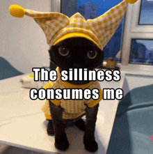 a black cat wearing a yellow hat and a yellow shirt with the words the silliness consumes me below it