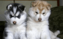 two husky puppies , one black and white and one brown and white , are sitting next to each other on a couch .