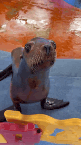 a seal is looking at the camera while sitting on a blue surface