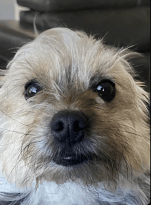 a close up of a small dog 's face with a black nose
