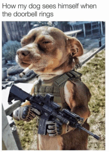 a dog with a gun and a cigarette in his mouth