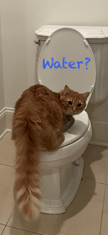 a cat is sitting on a toilet with the word water written on the lid