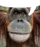 a close up of a monkey 's face with a speech bubble behind it