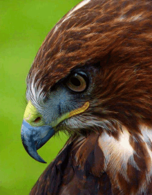 a close up of a bird 's face with a yellow beak against a green background