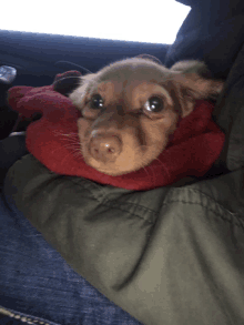 a small brown dog wrapped in a red blanket looks at the camera