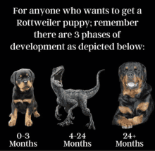 a poster that says for anyone who wants to get a rottweiler puppy there are three phases of development